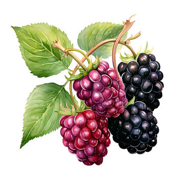 Boysenberry, Fruits, Watercolor illustrations