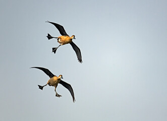 lesser whistling ducks in flight