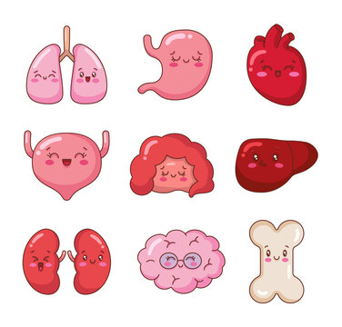 Cute cartoon smiling human organ characters. Kawaii lung, stomach, heart, bladder, intestine, liver, kidney, brain, bone, with faces. Hand drawn style. Vector drawing. Collection of design elements.