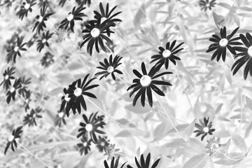 Beautiful summer wildflowers growing in the meadow in a black and white film negative.