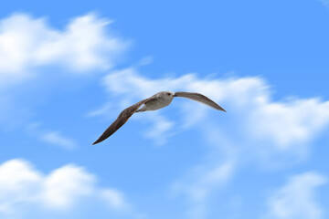 A seagull in flight, wings spread, against a blue sky with white cloud.
