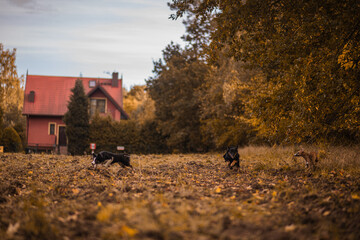 Dwa czarne psy bawią się razem na polu obok jesiennego lasu - obrazy, fototapety, plakaty
