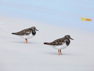 Ruddy Turnstone (Arenaria interpres) on the white sands of the Galapagos beaches. Birds photography.