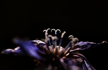 Closeup of a purple flower on a dark background