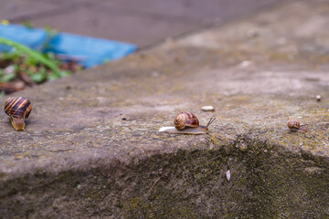 The picture depicts a grape snail crawling on the ground. Its large, coiled shell has earthy tones.