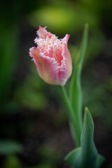 Pink tulips on the green background
