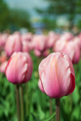 Pink tulips on the green background