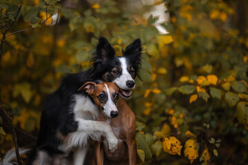 Dwa psy border collie i whippet przytulają się w otoczeniu jesieni - obrazy, fototapety, plakaty