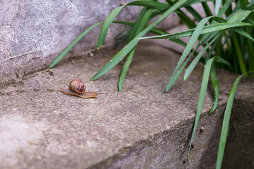 The picture depicts a grape snail crawling on the ground. Its large, coiled shell has earthy tones.