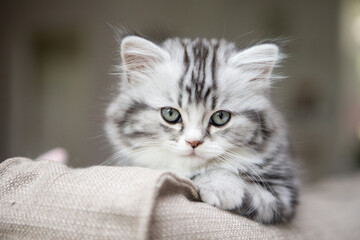 langhaarige kleine Katze auf dem Sofa im Wohnzimmer in natürlich wohnlicher Umgebung