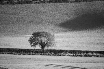 Lone Tree in the Countryside, Black and White