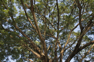 branch , tree , forest , natural