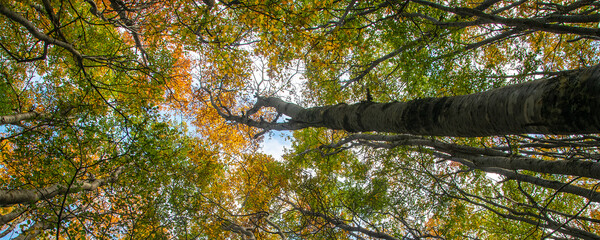 Big tall trees landscape, tierra del fuego, argentina