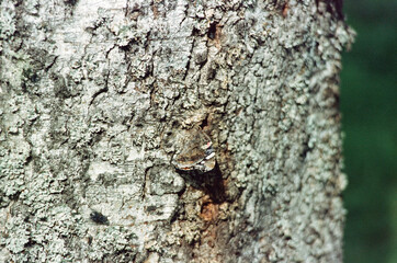 butterfly on the  birch tree

