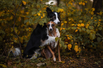 Dwa psy border collie i whippet przytulają się w otoczeniu jesieni - 675316438