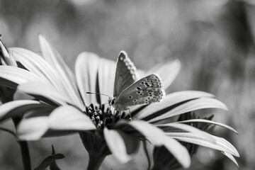 Papillon noir & blanc 