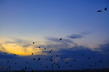Flock of crows flying against of the evening sky