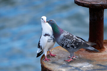 Zwei Tauben mit liebevollem Verhalten auf einem rostigen Metallpfosten im Meer - Insel Usedom,...