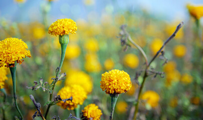 Beautiful orange marigold flowers in the field, Booming yellow marigold flower garden plantation in morning, close-up