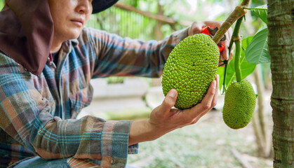 The hands of a farmer or fruit grower use pruning shears to cut the raw green Jackfruit from the  Jackfruit tree. Harvest the agricultural cocoa business produces.