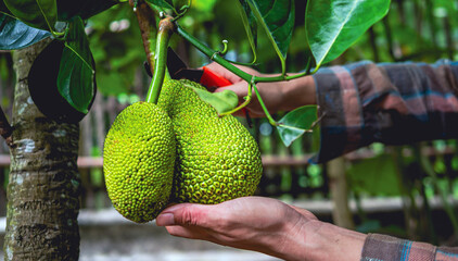 The hands of a farmer or fruit grower use pruning shears to cut the raw green Jackfruit from the ...