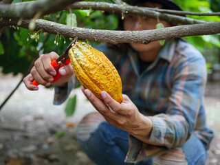 Close-up hands of a cocoa farmer use pruning shears to cut the cocoa pods or fruit ripe yellow...