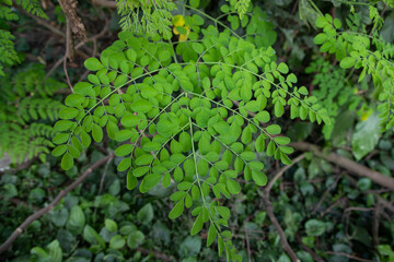 Drumstick tree, Herbal Green Moringa leaves tree background