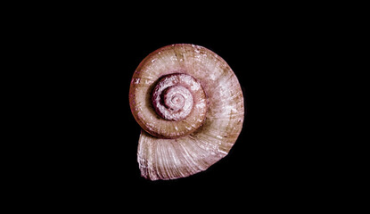 ocean shell on black background