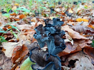 A group of edible black chanterelles grows in the autumn leaves of the forest. Edible mushrooms among the leaves.