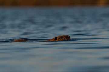 Coipo, Myocastor coypus, La Pampa Province, Patagonia, Argentina.