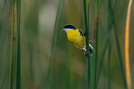 Many coloured rush tyrant , La Pampa Province, Patagonia, Argentina.
