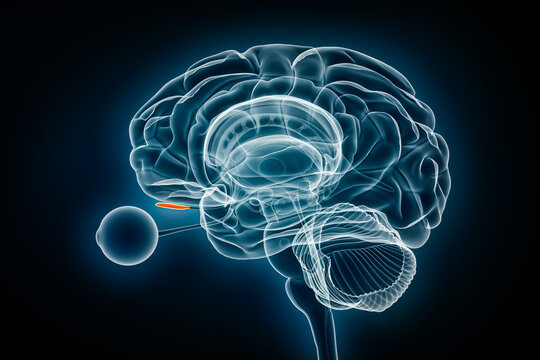 Olfactory bulb x-ray view 3D rendering illustration. Human brain and limbic system anatomy, medical, healthcare, biology, science, neuroscience, neurology concepts.