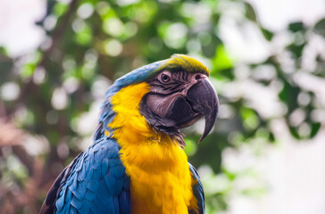 Blue and yellow macaw (Ara ararauna) sitting on a tree branch in a humid bird sanctuary