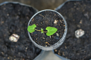 Seeding, Planting plant seeds, Organic vegetable plants in used bottles