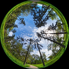 Tall trees in a city garden or forest - a panorama created by a circular wide-angle fisheye lens. Panoramic spherical fulldome format 360 degrees