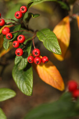 Fototapeta premium selective focus Cotoneaster frigidus, the tree cotoneaster, autumn berries in the garden