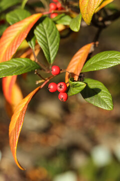 selective focus Cotoneaster frigidus, the tree cotoneaster, autumn berries in the garden