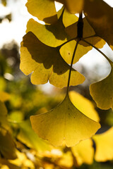 Ginkgo biloba, commonly known as ginkgo or gingko, also known as the maidenhair tree in the autumn sunshine