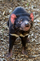Tasmanian Devil in open woodland environment in Australia.