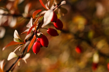 a macro of Barberry Berberis vulgaris branch in the autumn garden 