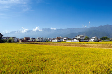 Paddy rice field before harvest with blue sky background.