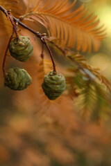 a close up of Metasequoia glyptostroboides, Dawn Redwood, Water Fir in the autumn garden 
