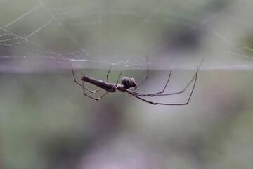 spider on the web