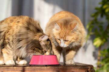 Katzen am Futternapf mit Futter in der Wohnung, gesunde Ernährung