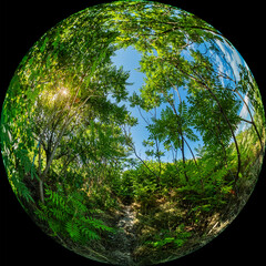 Green leaves of bushes in thickets of vegetation on a summer sunny day. The photo was taken through a wide-angle circular fisheye lens. Fulldome image format. Bottom view © Vlad Kazhan