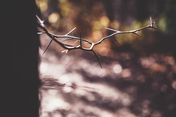 Isolated bush with twigs protruding from its branches