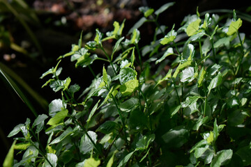 plants in the garden