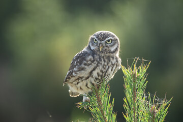 The common screech owl (Athene noctua) is a species of owl in the Strigidae family found in North Africa and throughout much of Europe and Asia.