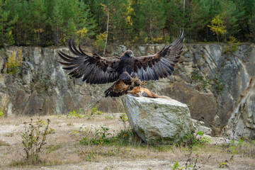 Golden eagle, aquila chrysaetos, standing on a dead fox and feeding with its flash in autumn nature. Wild bird of prey tearing pieces of a kill on a dry grass in autumn nature with blurred background.