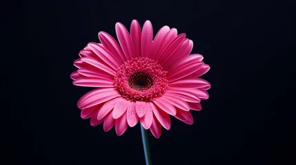 Schilderijen op glas Beautiful blooming pink gerbera daisy flower on black background. © kashif 2158